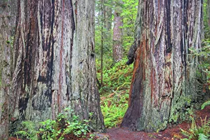 Mallorie Ostrowitz Prints: Ancient trees, Lady Bird Grove of the Redwood National Park