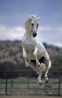 Lee Klopfer Prints: Andalusian Stallion Jumping, PR