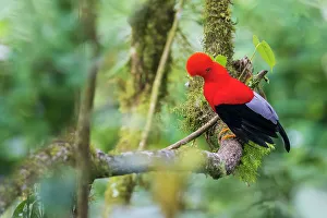 Cloud Forest Prints: Andean cock-of-the-rock, cloud forest. Andes, Ecuador
