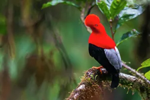 Cloud Forest Prints: Andean cock-of-the-rock, cloud forest. Andes, Ecuador