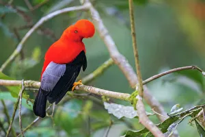 Cloud Forest Prints: Andean cock-of-the-rock, cloud forest. Andes, Ecuador