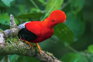 Cloud Forest Prints: Andean cock-of-the-rock, cloud forest. Andes, Ecuador