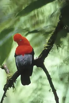 Images Dated 24th April 2009: Andean Cock-of-the-Rock (Rupicola peruviana) Cloud Forest, Male on Lek, Eastern Andes