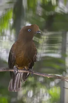 Andean Cock-of-the-rock (Rupicola peruvianus peruvianus), female