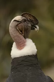 Andean Condo (Vultur gryphus), captive, Andes, Ecuador, South America