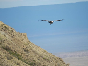 Wingspan Prints: Andean condor female, in Patagonia. South America, Chile, Magallanes. (Editorial Use Only)