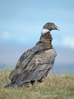 Patagonia Prints: Andean condor, immature female in Patagonia