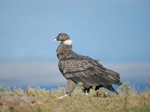 Patagonia Prints: Andean condor, immature female in Patagonia