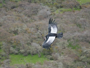 Wingspan Prints: Andean condor male in Patagonia. South America, Chile, Magallanes. (Editorial Use Only)