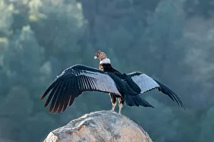 Andean condor's wingspread, measures ten feet from wingtip to wingtip
