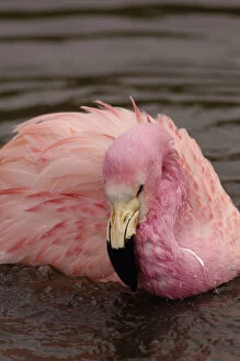 Andean Flamingo (Phoenicoparrus andinus) CAPTIVE Slimbridge Wildfowl and Wetlands