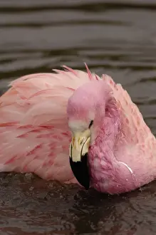 Flamingo Prints: Andean Flamingo (Phoenicoparrus andinus) CAPTIVE Slimbridge Wildfowl and Wetlands