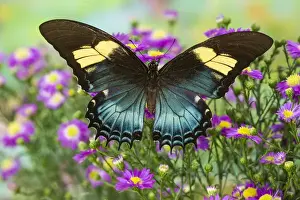 Wings Prints: The Androgeus Swallowtail, Queen Page or Queen Swallowtail Butterfly, Papilio Androgeus