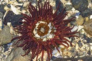Tide Pool Prints: Anemone, Auke Bay, Alaska