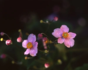 Images Dated 15th January 2004: Anemone Japonica and opening buds, Utah