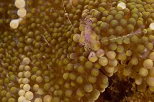 Shrimp Prints: Anemone Shrimp (Periclimenes holthuisi), Banda Sea, Indonesia (RF)
