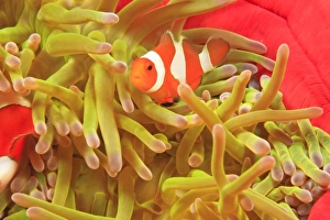 Images Dated 3rd June 2007: anemonefish on giant indo pacific sea anemone, Scuba Diving at Tukang Besi / Wakatobi