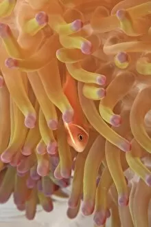 anemonefish on giant indo pacific sea anemone, Scuba Diving at Tukang Besi / Wakatobi