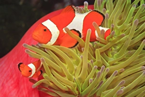 Images Dated 3rd June 2007: anemonefish on giant indo pacific sea anemone, Scuba Diving at Tukang Besi / Wakatobi