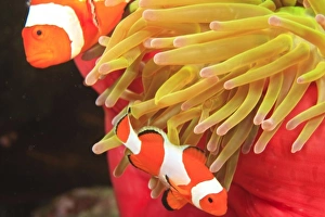 Images Dated 3rd June 2007: anemonefish, Scuba Diving at Tukang Besi / Wakatobi Archipelago Marine Preserve, South Sulawesi