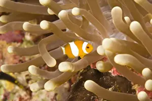 Images Dated 5th June 2007: anemonefish, Scuba Diving at Tukang Besi / Wakatobi Archipelago Marine Preserve