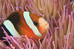 Images Dated 4th June 2007: anemonefish, Scuba Diving at Tukang Besi / Wakatobi Archipelago Marine Preserve