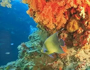 Angelfish swimming near orange soft coral, Bligh Water, Viti Levu, Fiji, South Pacific