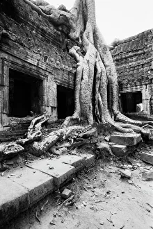 <b class=qtipBold><figcaption>Angkor Cambodia, Ta Prohm Tree</figcaption></b><br><em>© Copyright WALTER BIBIKOW / www.DanitaDelimont.com - Agent</em> Angkor Cambodia, Ta Prohm Tree