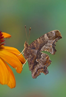 Images Dated 5th August 2009: Angle Wing Butterfly on cone flower
