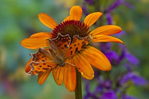 Wings Prints: Angle Wing Butterfly on cone flower