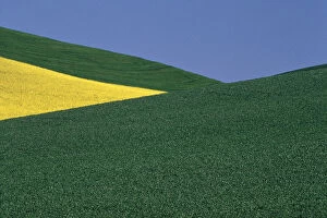 Angles of pea fields and canola fields in Whitman County Washington state