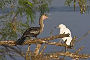 Birding Prints: Anhinga (Anhinga anhinga) also known as snake bird or water turkey, adult female