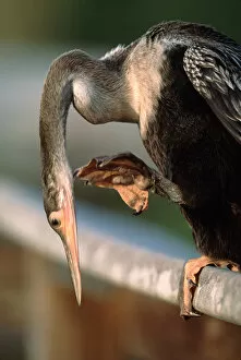Images Dated 27th September 2005: Anhinga (Anhinga anhinga) scratching. This is probably a juvenile. Note size of feet
