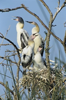 Images Dated 19th October 2007: Anhinga, Anhinga anhinga, young in nest, Welder Wildlife Refuge, Sinton, Texas, USA