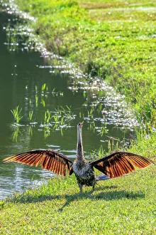 Plumage Prints: Anhinga drying its wings