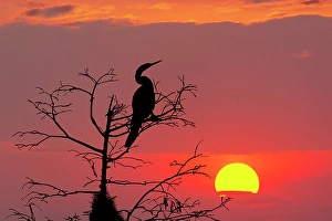 Marsh Prints: Anhinga silhouetted at sunset, Circle Bar B Ranch, Florida, Anhinga anhinga