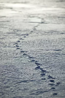 Animal tracks, Banff National Park, Alberta, Rocky Mountains
