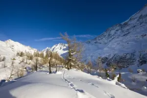 Deep Prints: Animal tracks in deep snow in winter landscape with larch tree forest in the Loetschental (Valais)