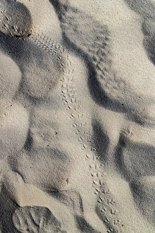 Track Prints: Animal tracks at White Sands National Park
