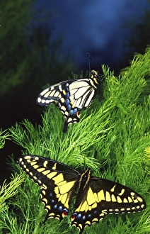 Images Dated 23rd August 2012: Anise Swallowtail Butterfly, Papilio zelicaon, Western US California