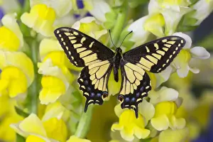 Images Dated 29th November 2014: Anise Swallowtail Butterfly, Papilio zelicaon zelicaon