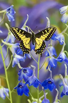 Anise Swallowtail Butterfly, Papilio zelicaon zelicaon from Western North America