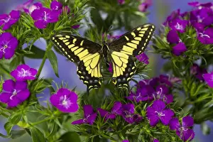 Anise Swallowtail Butterfly, Papilio zelicaon zelicaon from Western North America