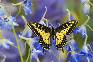 Anise Swallowtail Butterfly, Papilio zelicaon zelicaon from Western North America