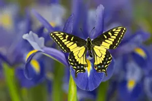 Anise Swallowtail Butterfly, Papilio zelicaon zelicaon from Western North America