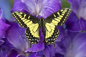 Images Dated 29th November 2014: Anise Swallowtail Butterfly, Papilio zelicaon zelicaon from Western North America