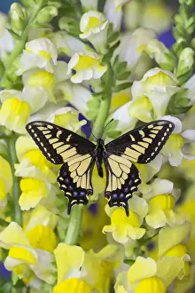 Anise Swallowtail Butterfly, Papilio zelicaon zelicaon from Western North America