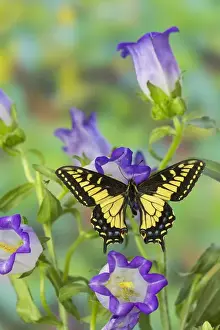 Images Dated 30th November 2014: Anise Swallowtail Butterfly, Papilio zelicaon zelicaon from Western North America