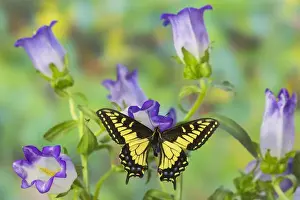 Images Dated 30th November 2014: Anise Swallowtail Butterfly, Papilio zelicaon zelicaon from Western North America