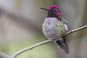 Prints of Annas hummingbird Images Dated 2019 November: Annas hummingbird